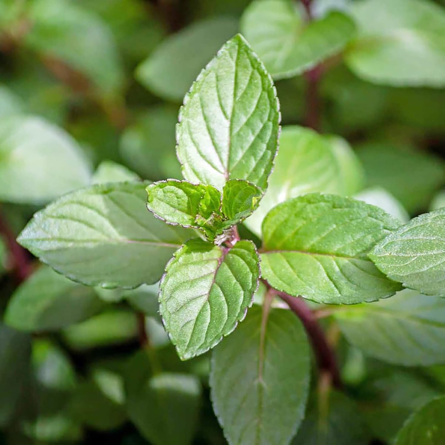 Chocolate Mint Seeds Herb Non-Gmo Perennial Fast-Growing Patio Container Garden Plant Best Selling