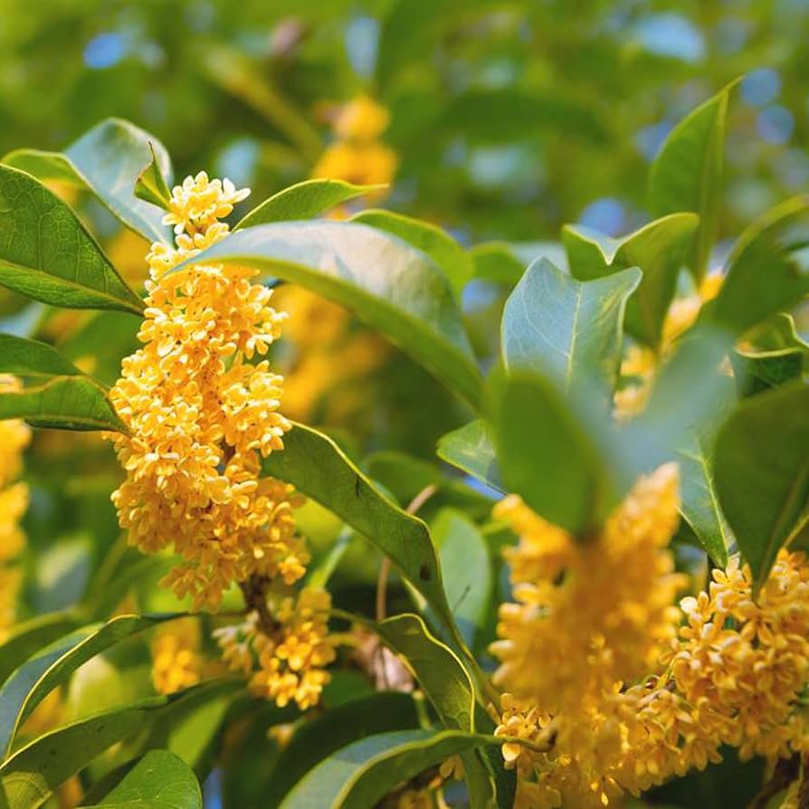 Osmanthus Flower Osmanthus Fragrans Seeds for planting in scented garden