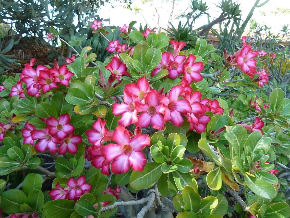 Mixed Desert Rose Adenium obesum for planting in flower bed