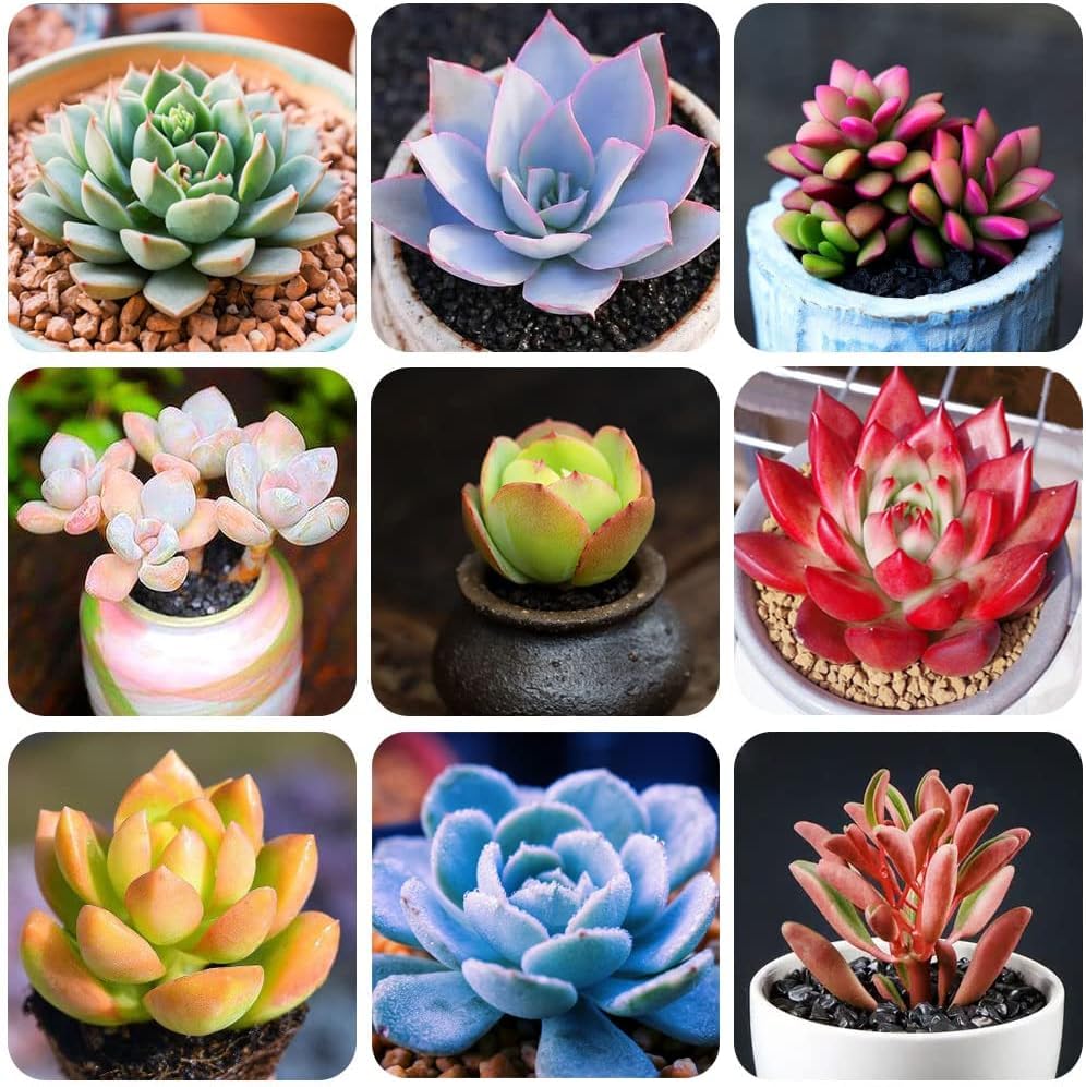 Mix (Mix Succulent) seeds for planting in home garden