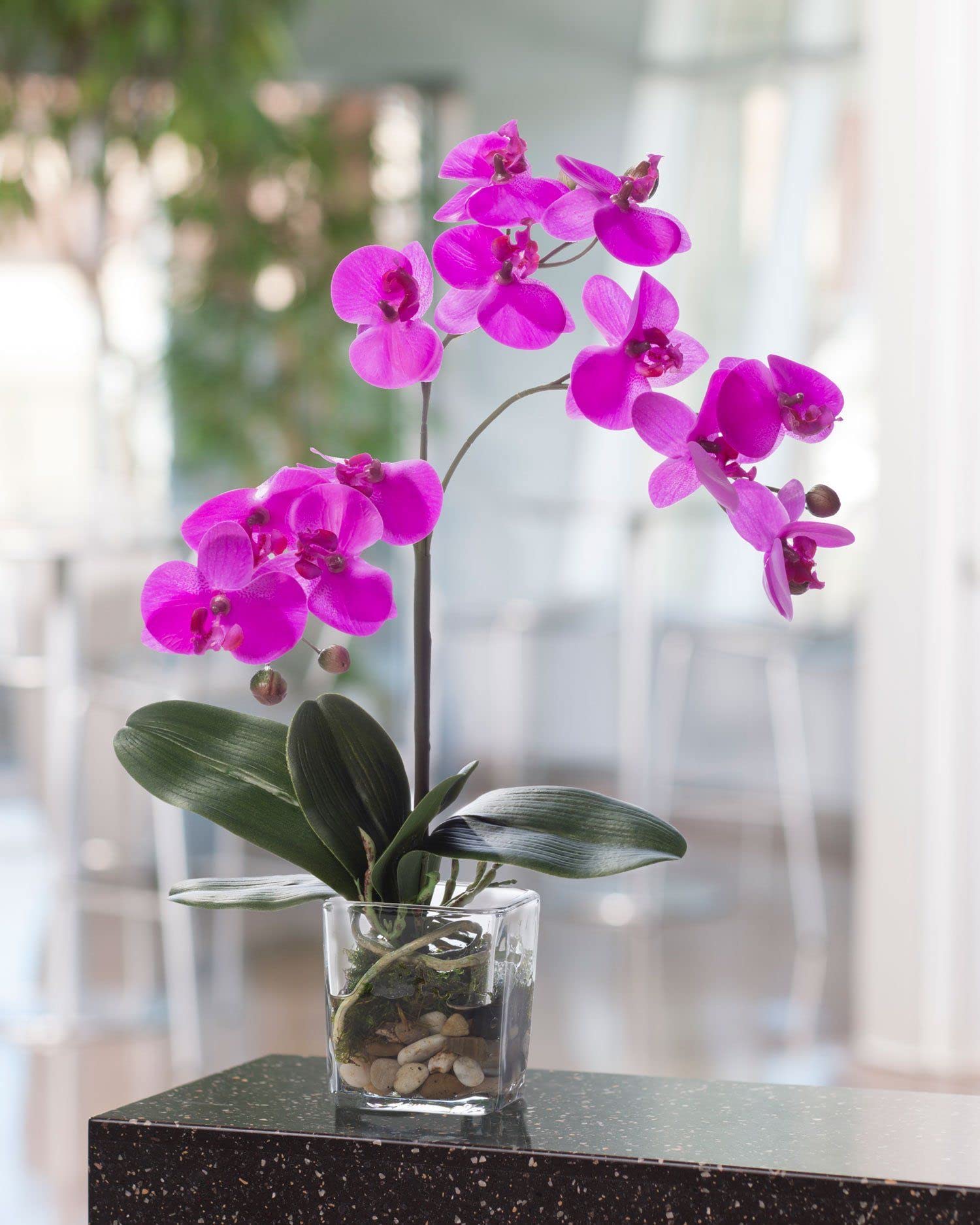 Baby Pink Orchid Flower Seeds For Planting