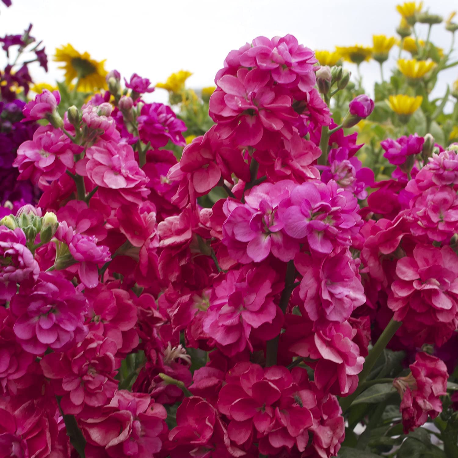Deep Rose Matthiola Incana for spring garden planting