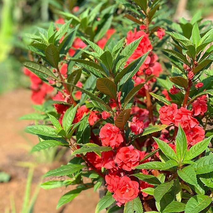 Impatiens (Impatiens Balsamina) seeds for planting in home garden