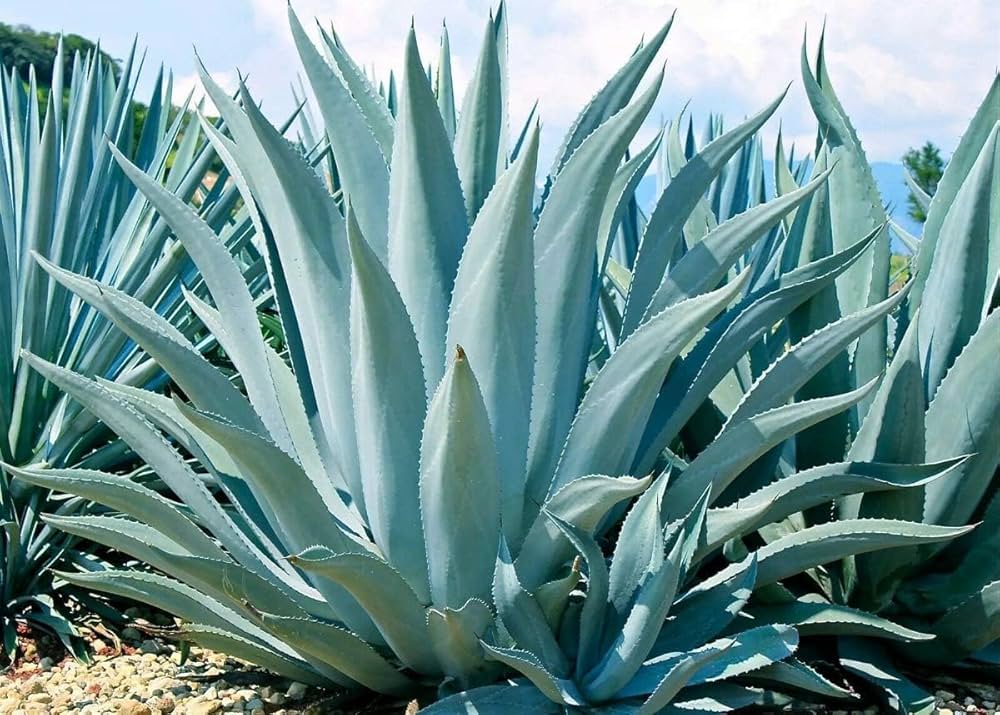 Agave Havardiana Succulent Flower seeds for Planting - Fragrant Blossoms, Heirloom & GMO Free Seeds for Home Garden
 
 Sale seeds for home garden