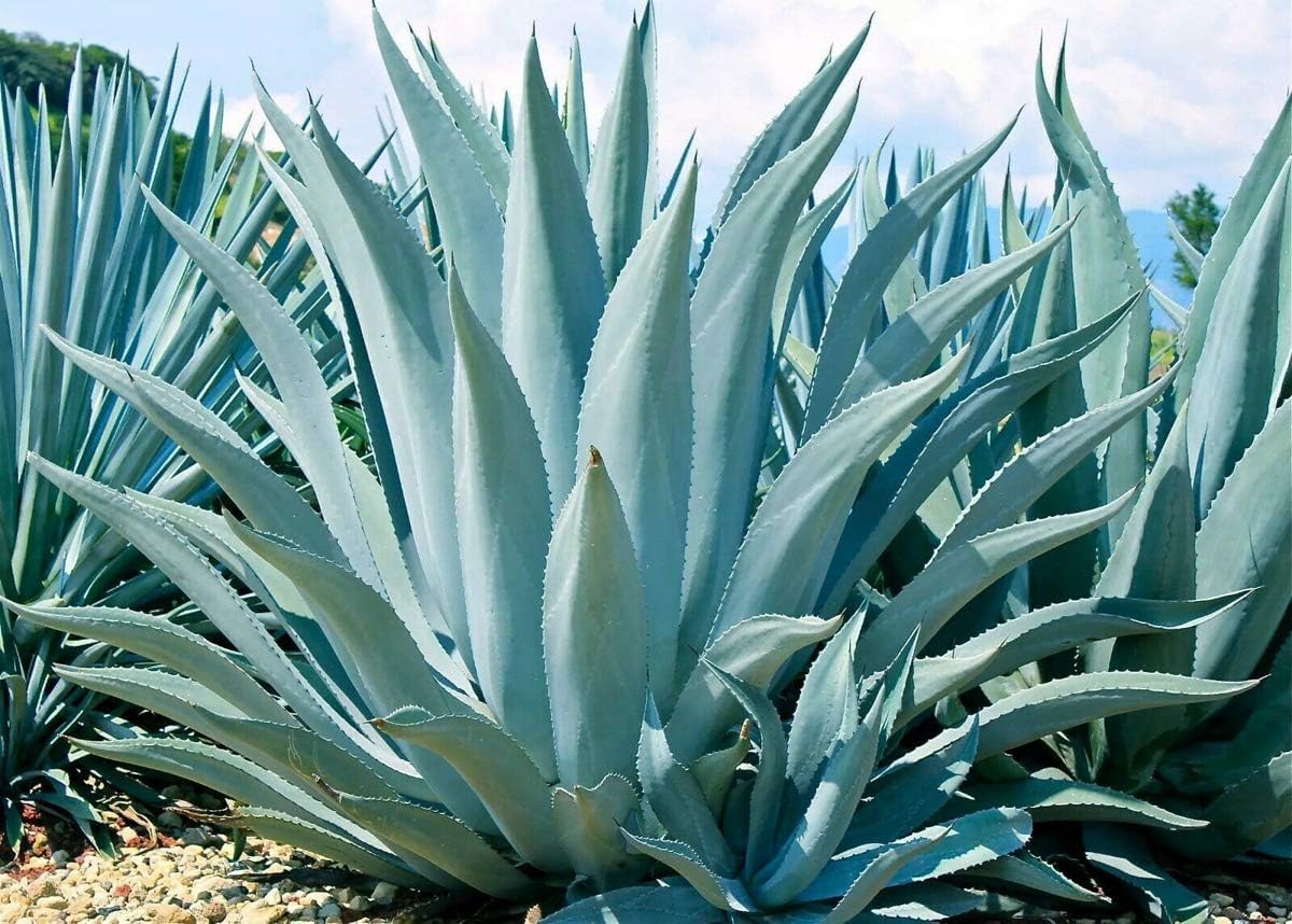 Mixed Agave Flower seeds for Planting - Seasonal Bloomer, Heirloom & GMO Free Seeds for Home Garden
 
 Sale for planting in home garden.