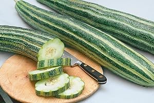 Striped Armenian Cucumber Cucumis melo for planting in garden