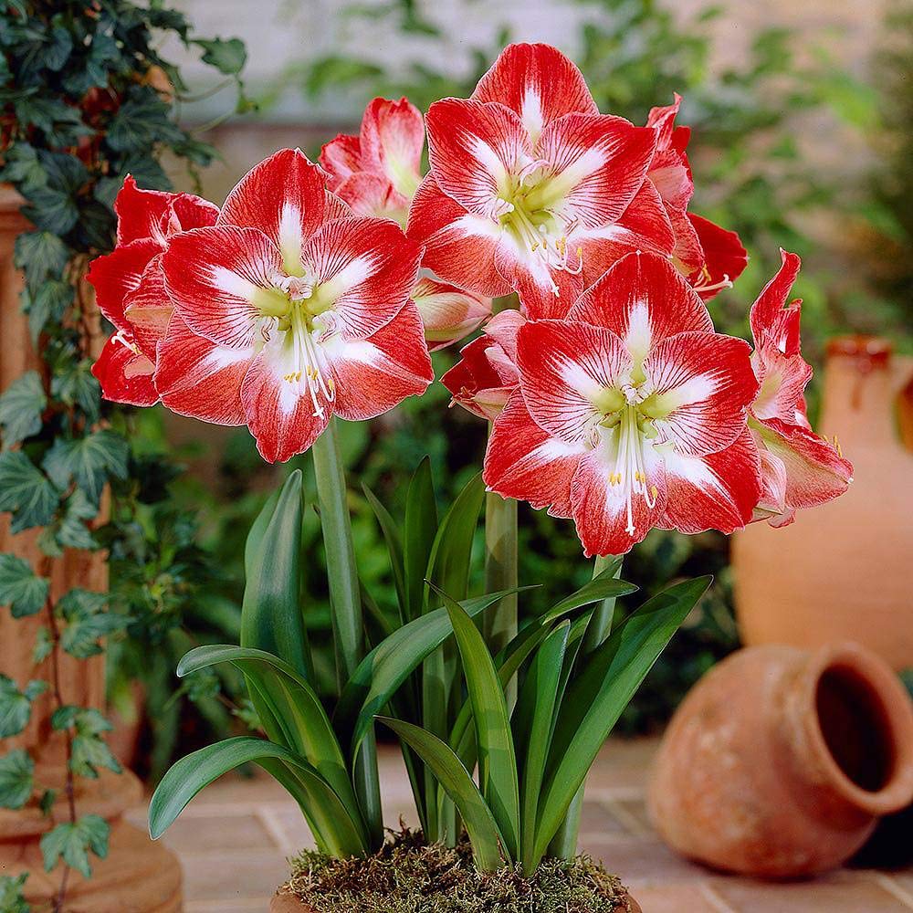 Red White Amaryllis Flower seeds for Planting - Premium Quality, Heirloom & GMO Free Seeds for Home Garden
 
 Sale seeds for home garden
