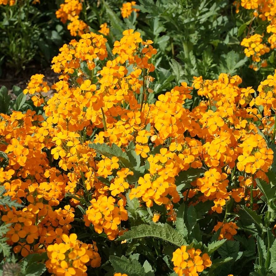Siberian Wallflower Erysimum sibiricum Seeds for planting in flower bed