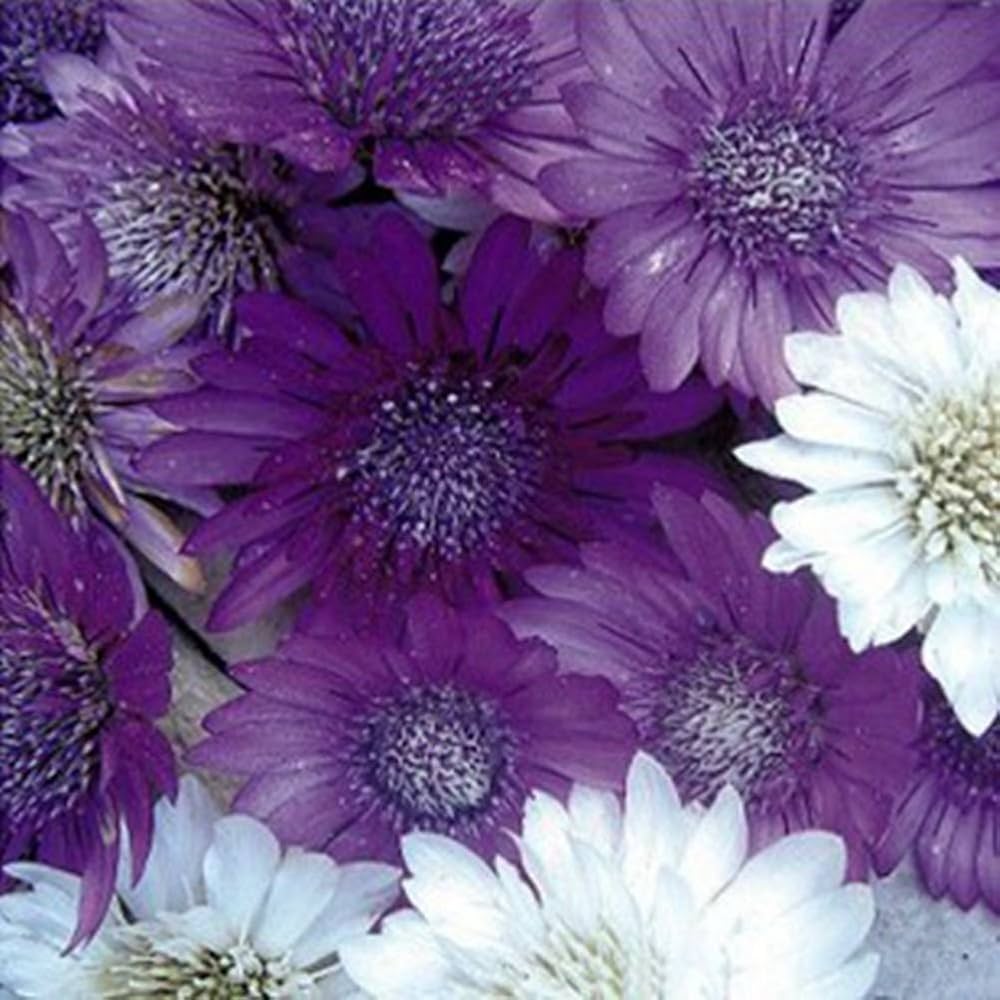 Immortal Mix Xeranthemum annuum seeds for planting in dry flower garden