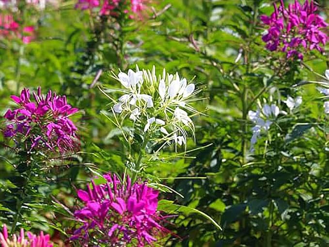 Cleome Spider Flower Cleome hassleriana for planting in flower bed