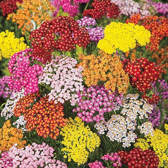 Mixed Yarrow Seeds For Planting Beautiful Flower Gardens