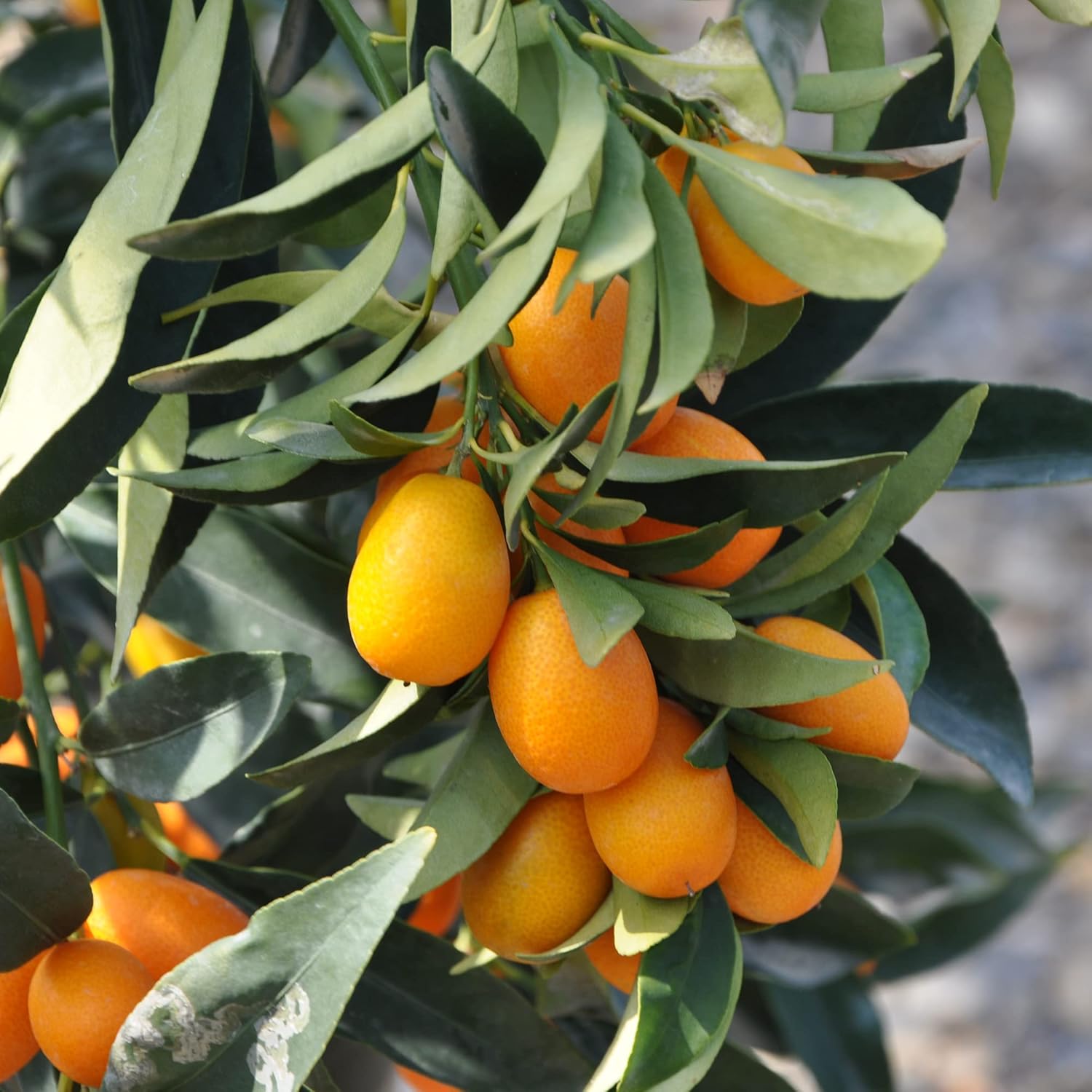 Nagami Kumquat Seeds Citrus Japonica Thin Sweet-Tart Rind And Tart Juicy Pulp Fragrant Flowers