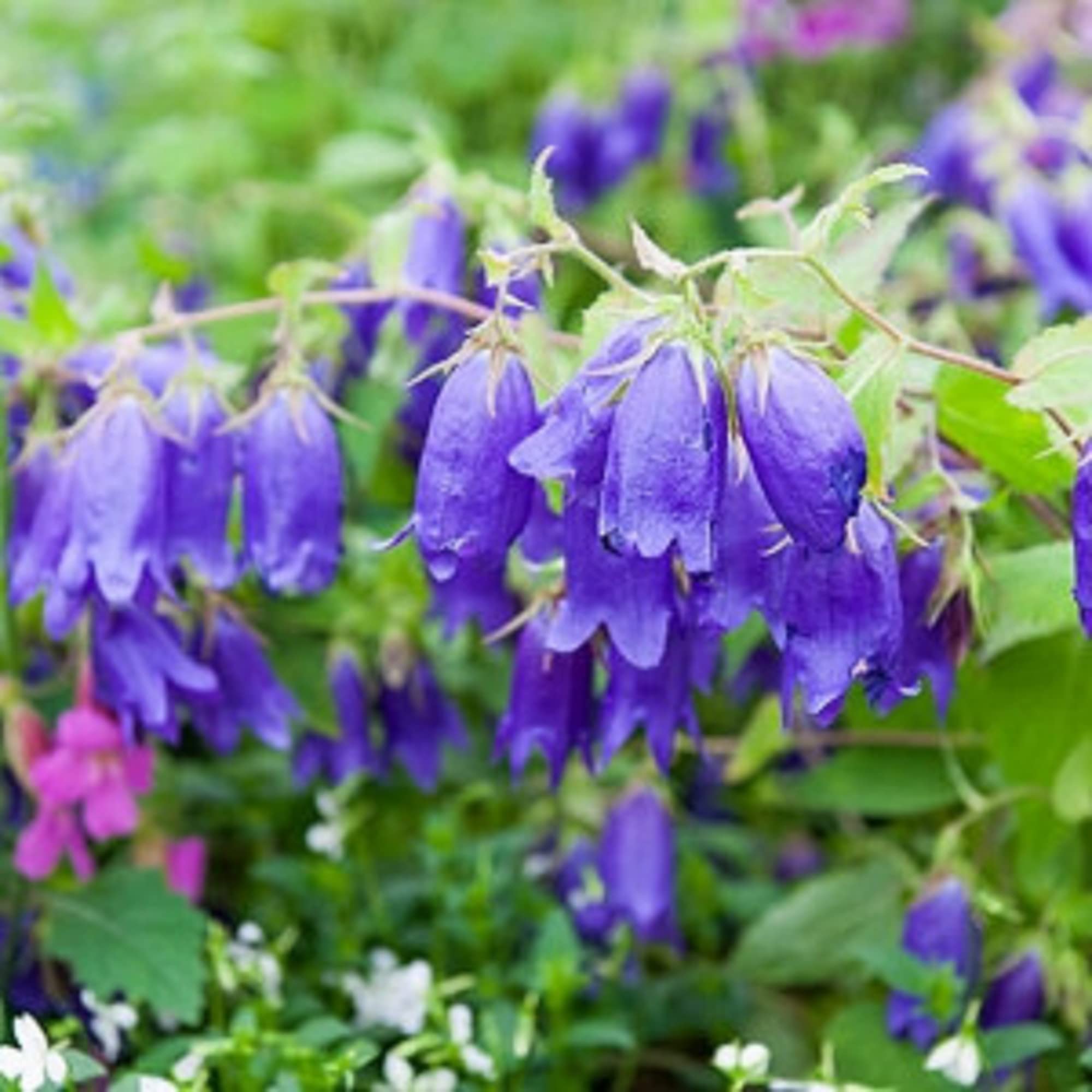 Bellflower Campanula medium for planting in cottage garden