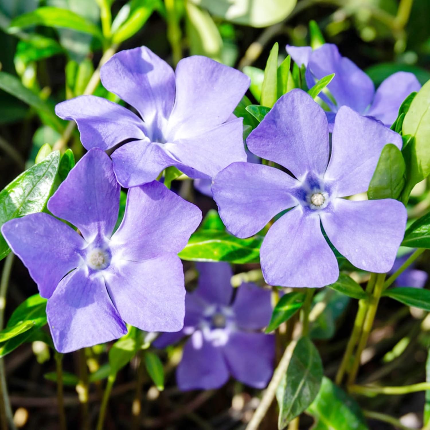 Periwinkle Seeds Low-Growing Evergreen Perennial Ground Covers Drought Tolerant Attracts