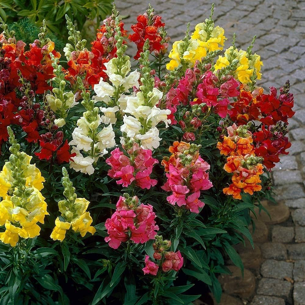 Antirrhinum Snapdragon for planting in flower bed