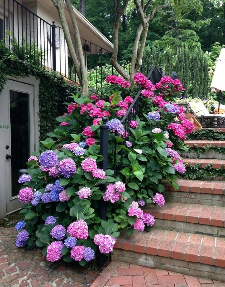 Hydrangea macrophylla for planting in flower bed