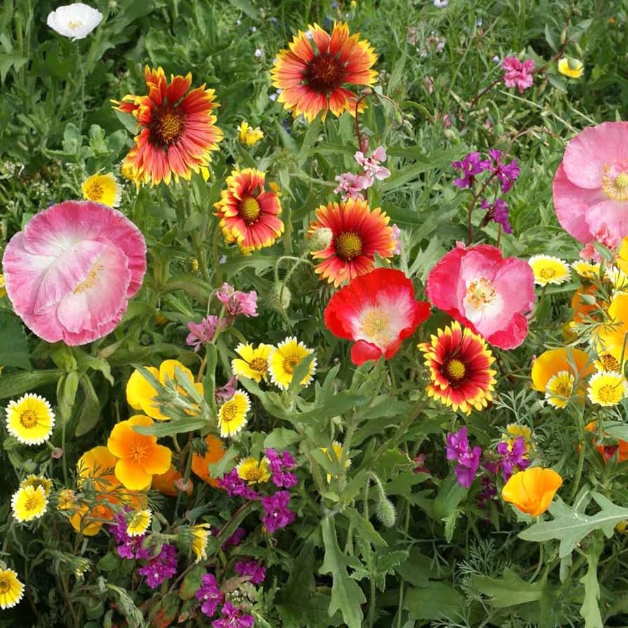 Southwest Wildflower Various species for planting in wildflower garden