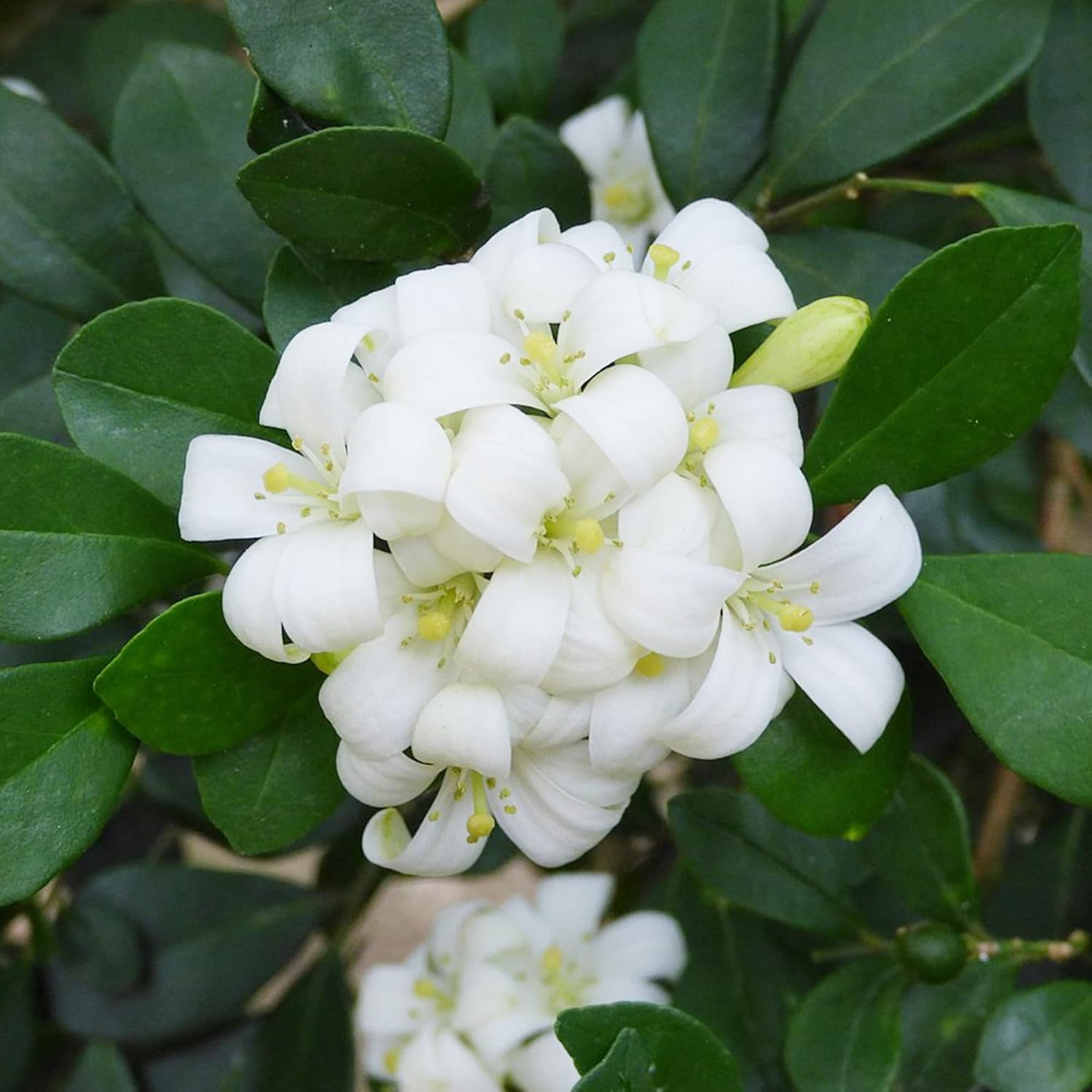 Murraya Paniculata Seeds Orange Jessamine Broadleaf Evergreen Tree Or Shrub Fragrant Ornamental