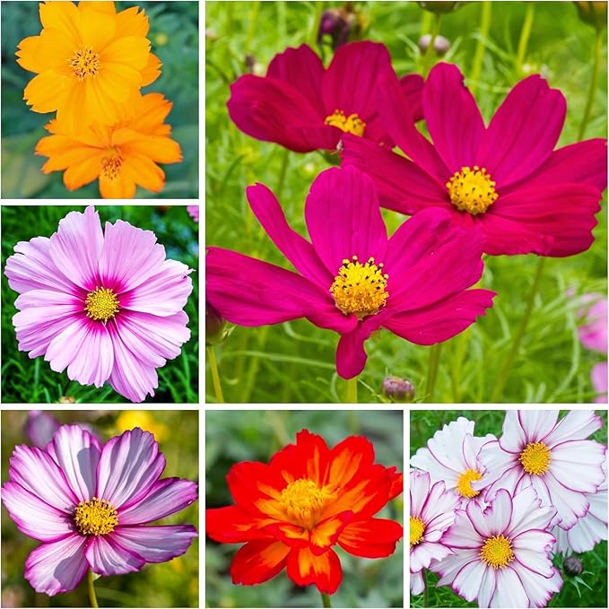 Cosmos Bipinnatus Flower seeds for elegant blooms