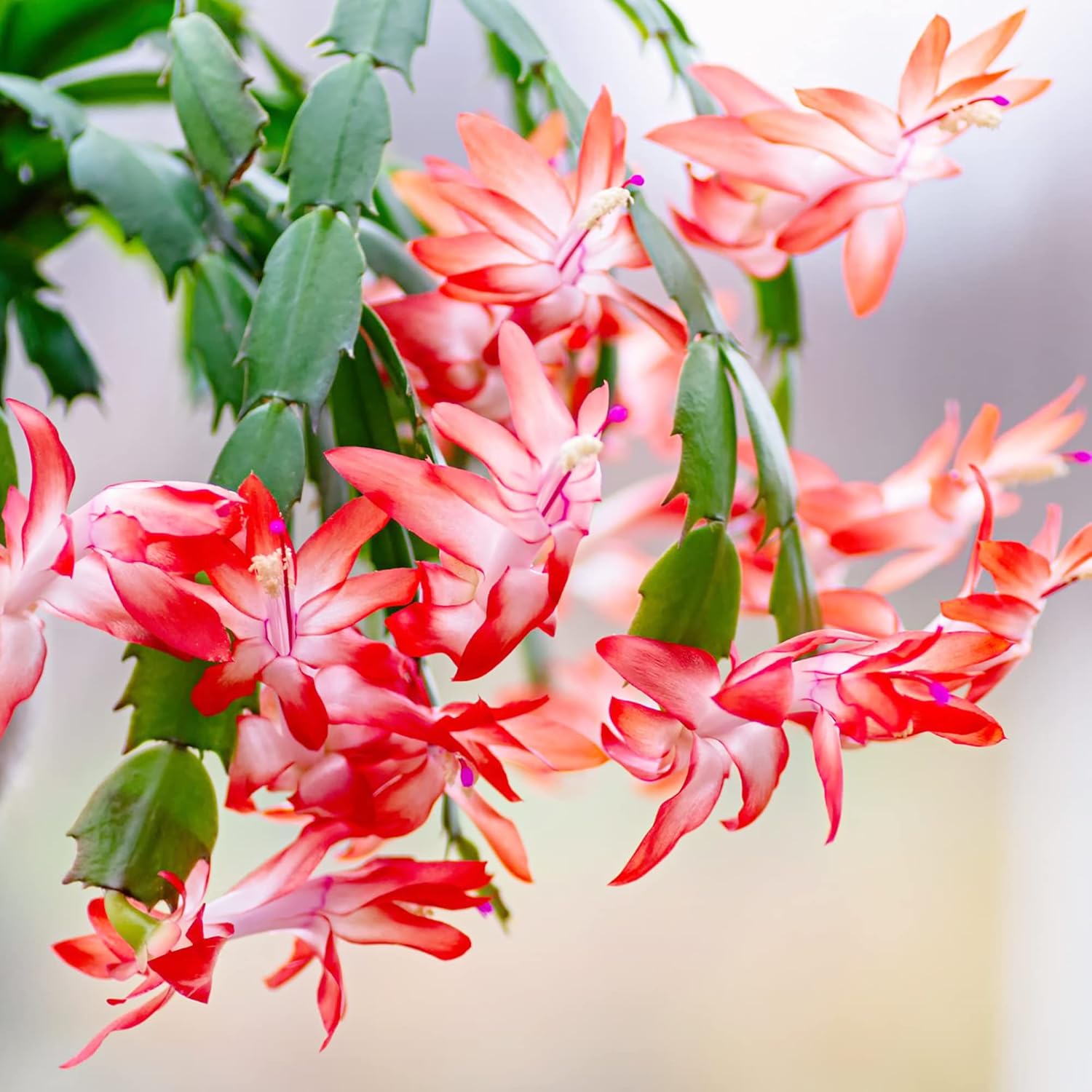 Christmas Cactus Seeds Holiday Perennial Gmo Free Ornamental Home Decorate Container Hanging Basket