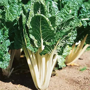 Lucullus Swiss Chard seeds for tender greens