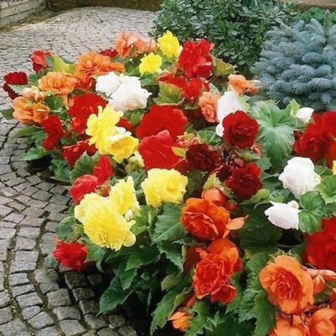 Double Begonia Begonia spp. Seeds for planting in flower bed
