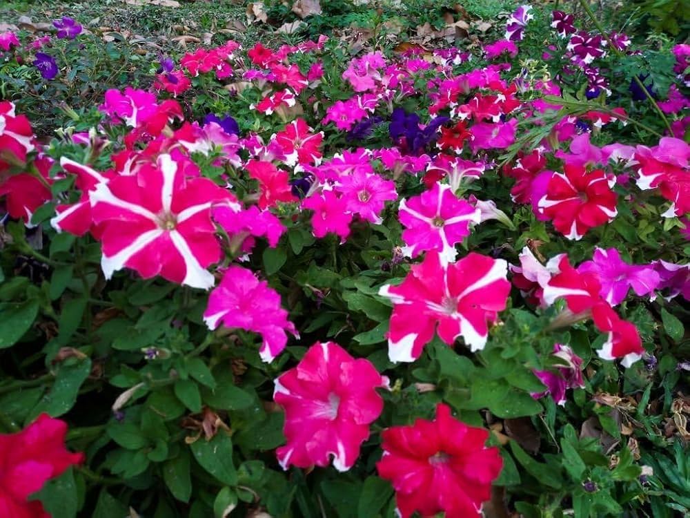 Petunia hybrid grandiflora flower seeds
