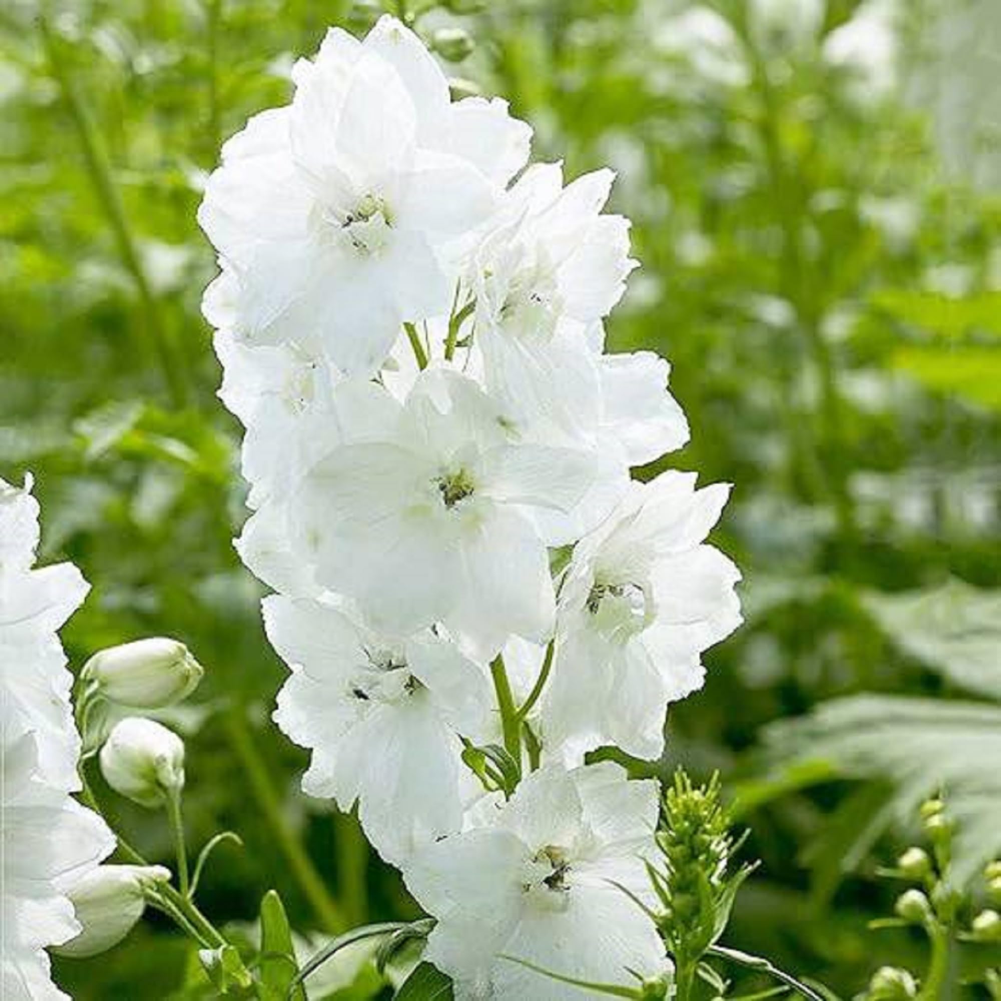 Larkspur Delphinium elatum White King for planting in flower bed