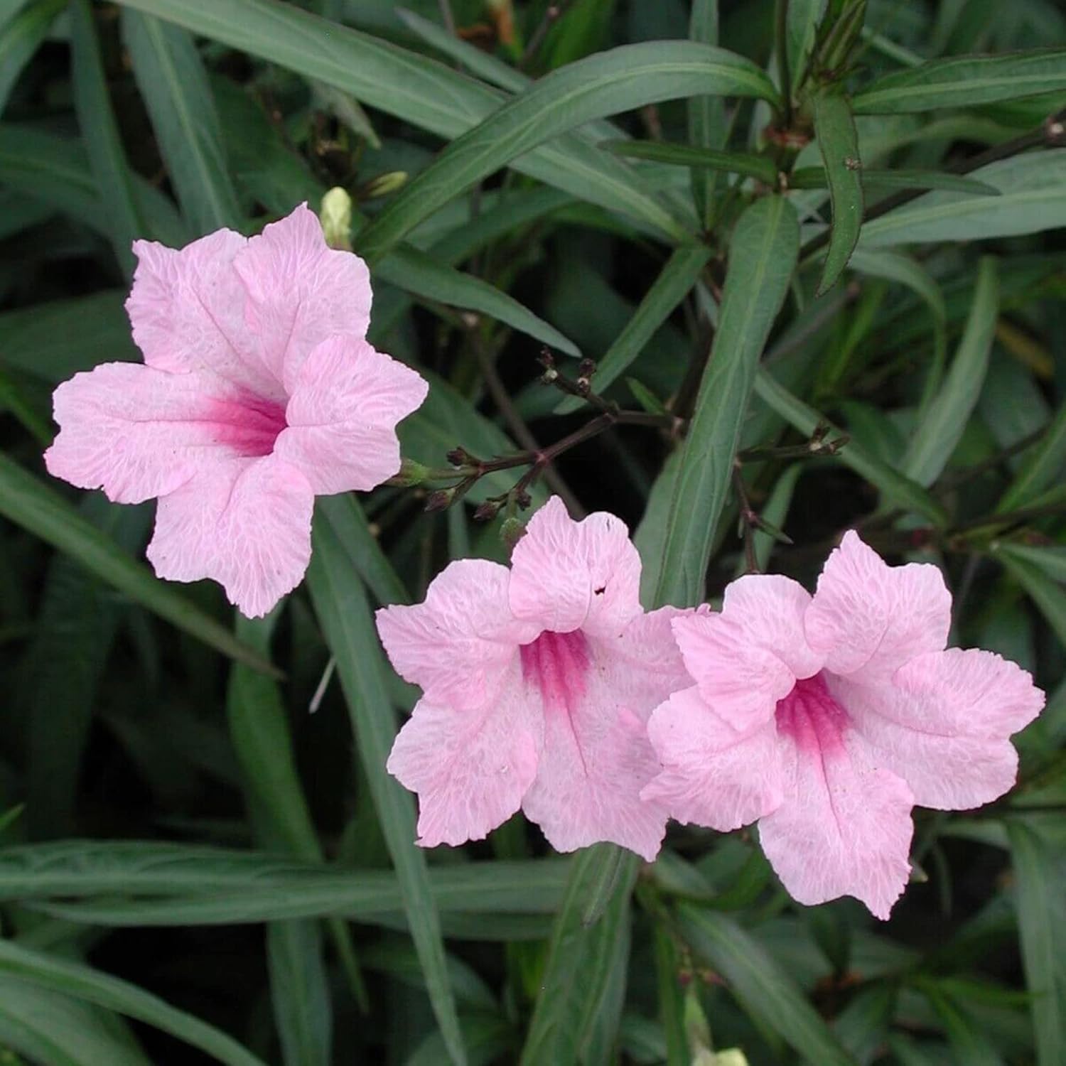 Mexican Petunias Seeds Ruellia Simplex Flowering Perennial Plants Attractive Flowers Attract