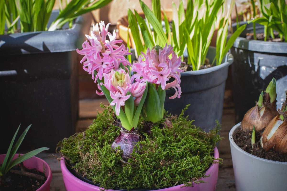 Light Pink Hyacinth Flower seeds for Planting - Easy to Grow, Heirloom & GMO Free Seeds for Home Garden
 
 Sale seeds for home garden