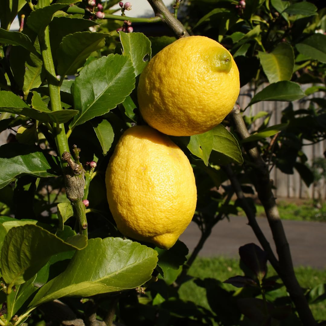 Eureka Lemon Tree Citrus limon for planting in home garden