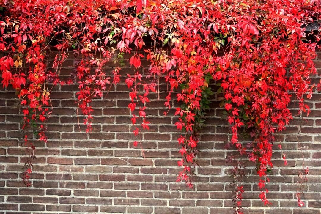 Red Boston Ivy Flower seeds for Planting - Easy to Grow, Heirloom & GMO Free Seeds for Home Garden
 
 Sale for planting in home garden