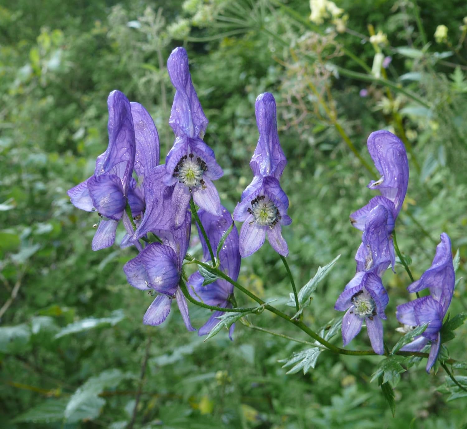 Aconitum Napellus Seeds For Planting | Bold Flower