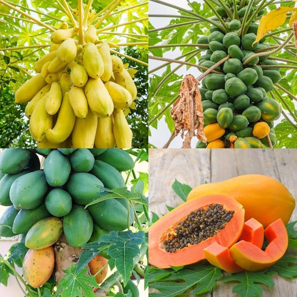 Transform Your Garden With Papaya Seeds For Vibrant Yellow-Green Growth Fruit