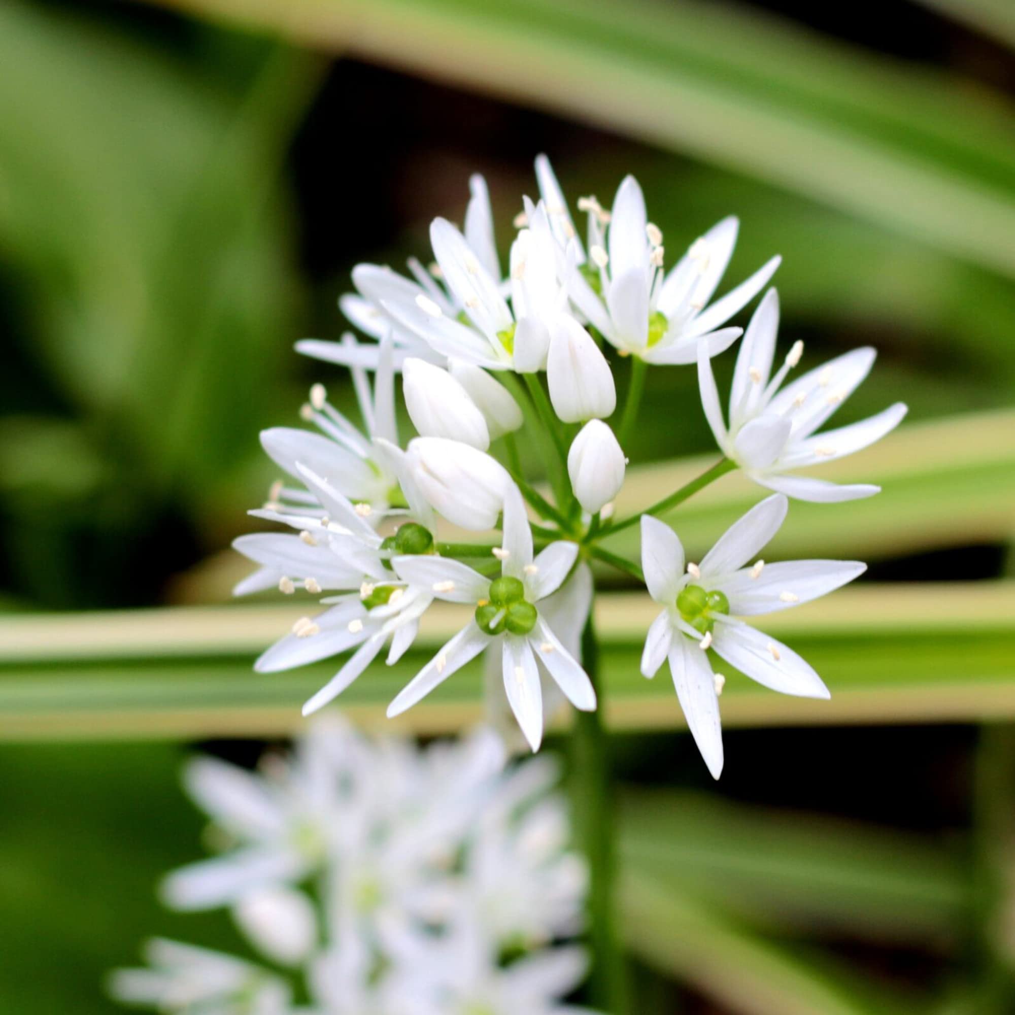 Ramsons Allium Ursinum for planting in woodland garden