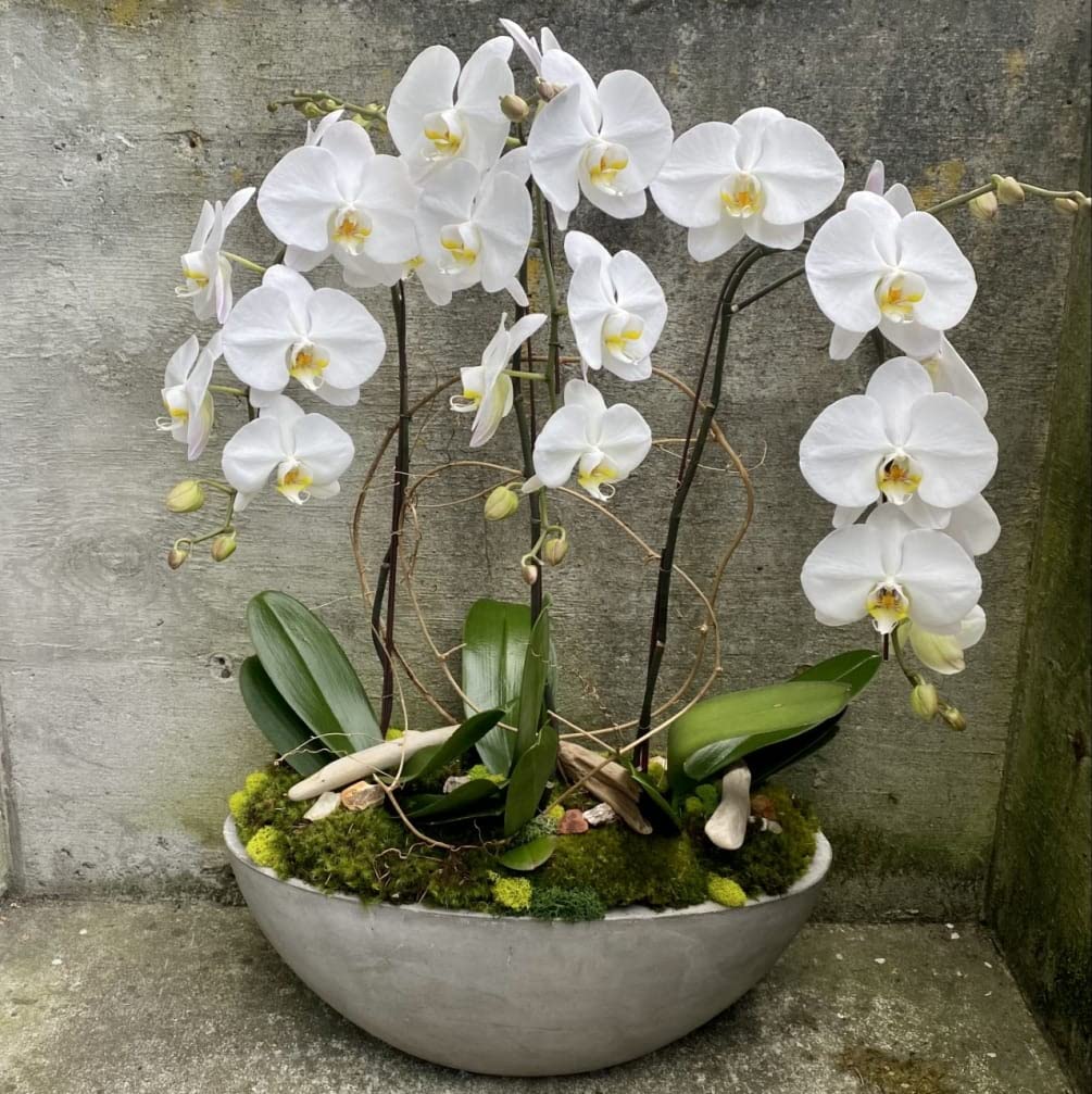 Blue Orchid Phalaenopsis Orchid Flower Seeds for exotic garden beauty
