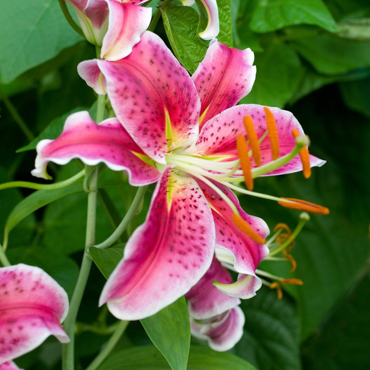 Michigan Lily Lilium michiganense for planting in wildflower garden