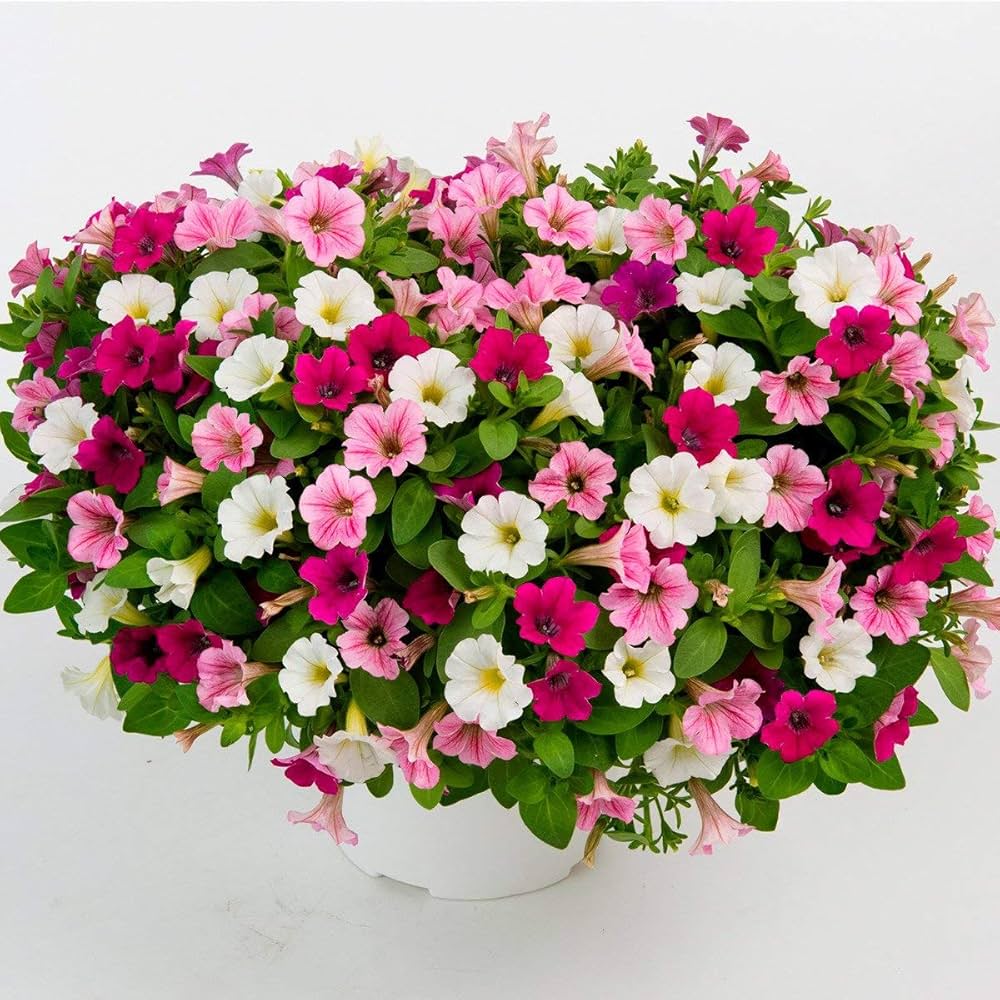Pelleted Petunia Strawberry Ice Seeds