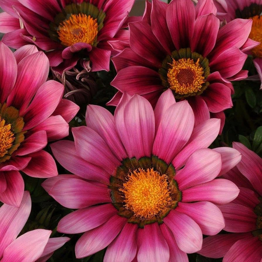 Pink Gazania Rigens Flower seeds for Planting - Easy to Grow, Heirloom & GMO Free Seeds for Home Garden
 
 Sale seeds for home garden