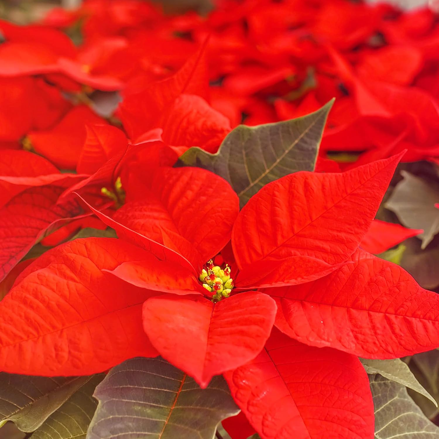 Poinsettia Seeds Christmas Star Perennial Drought Tolerant Landscape Hedges Screens Patio Container