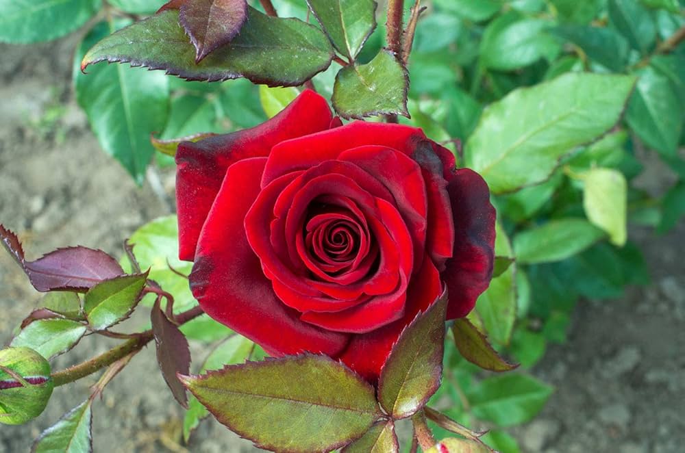 Red Rose Tree Rosa chinensis for planting in balcony garden
