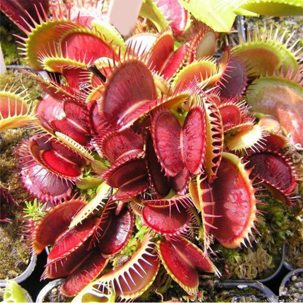 Red Catching Plant or Venus Fly Trap Insectivorous Flower seeds for Planting - Seasonal Bloomer, Heirloom & GMO Free Seeds for Home Garden
 
 Sale seeds for home garden