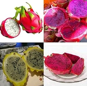 Dragon Fruit Pitaya White seeds for exotic fruit