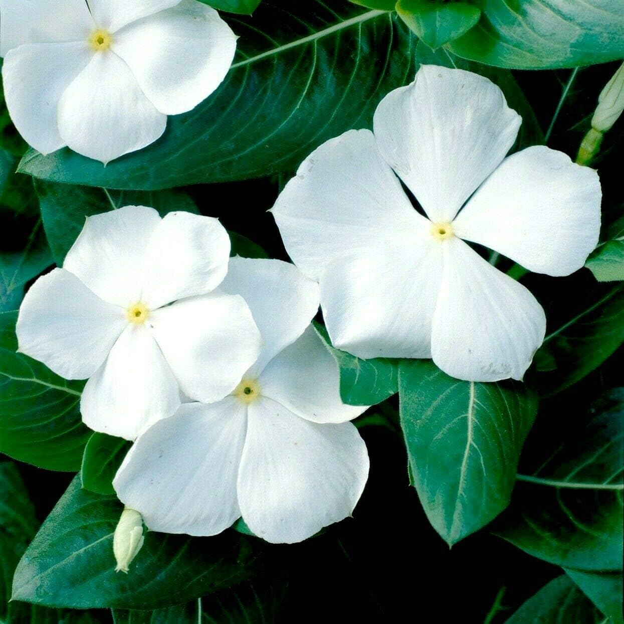 Fresh Seeds - White Vinca Periwinkle Heirloom Non-Gmo Flower Best Selling