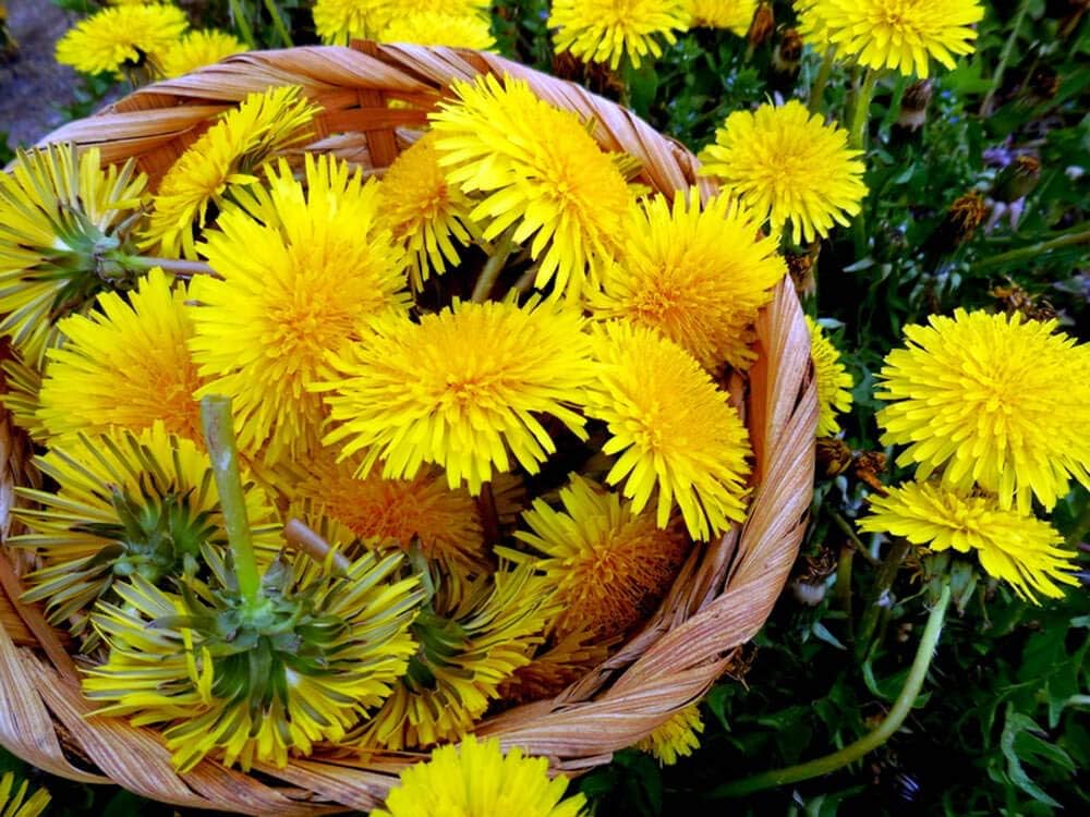 Dandelion Taraxacum officinale for planting in herbal garden