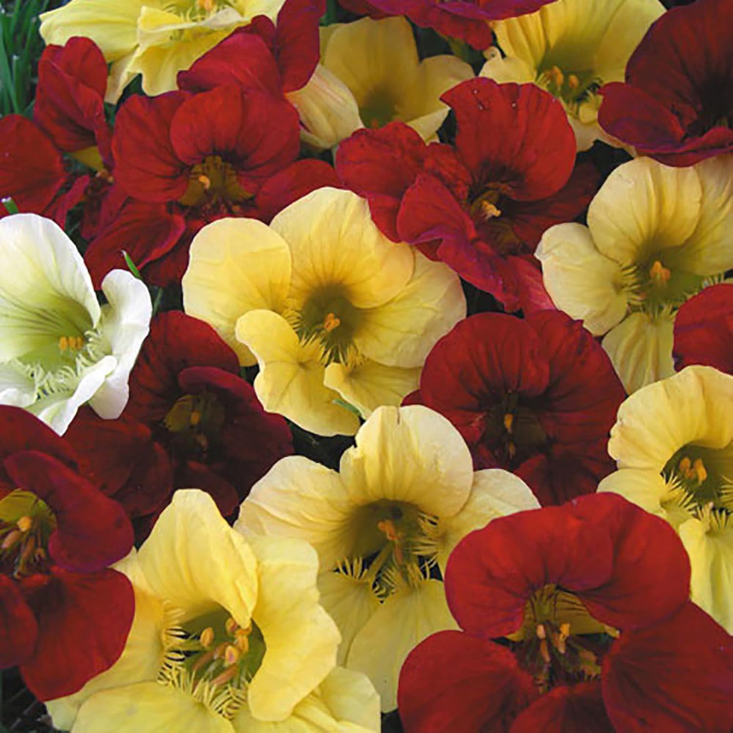 Night And Day Nasturtium Seeds Annual Edible Leaves Flowers Attract Bees & Butterflies Garden Beds