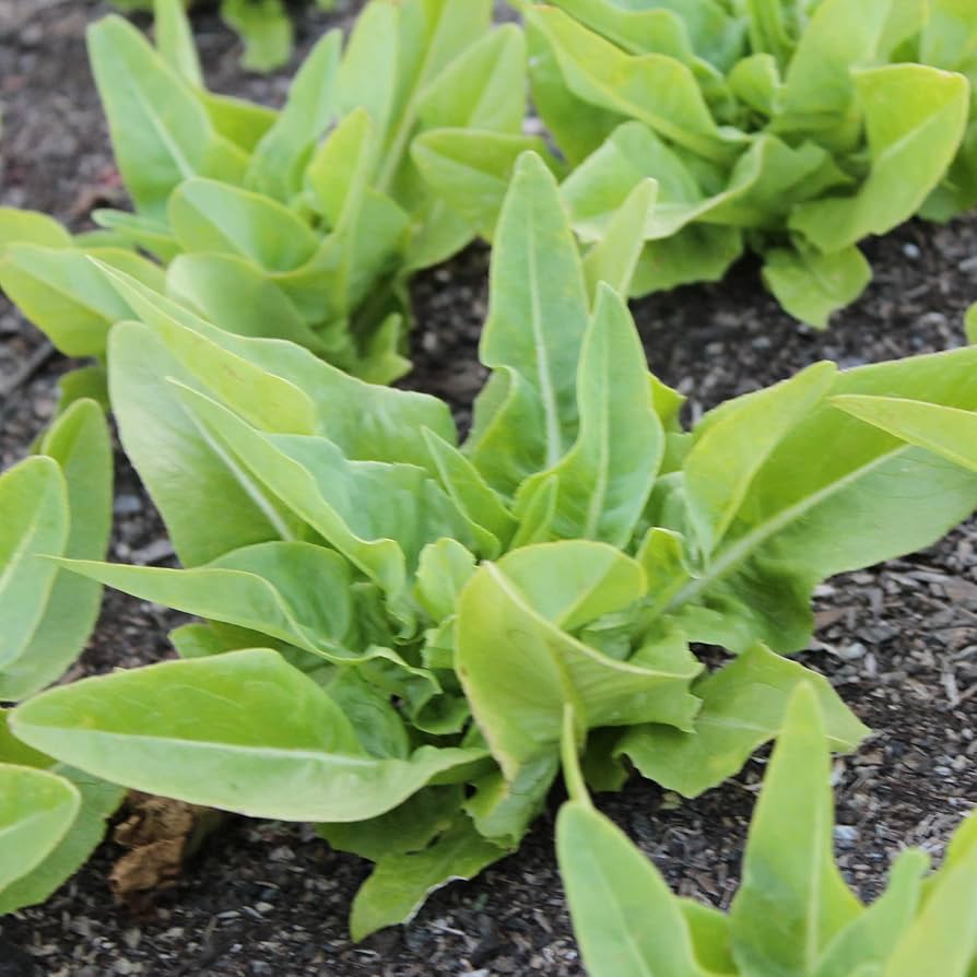 Amish Deer Tongue Lettuce Lactuca sativa for planting in vegetable patch