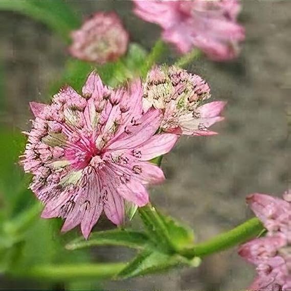 Astrantia Pincushion Seeds For Planting Flower