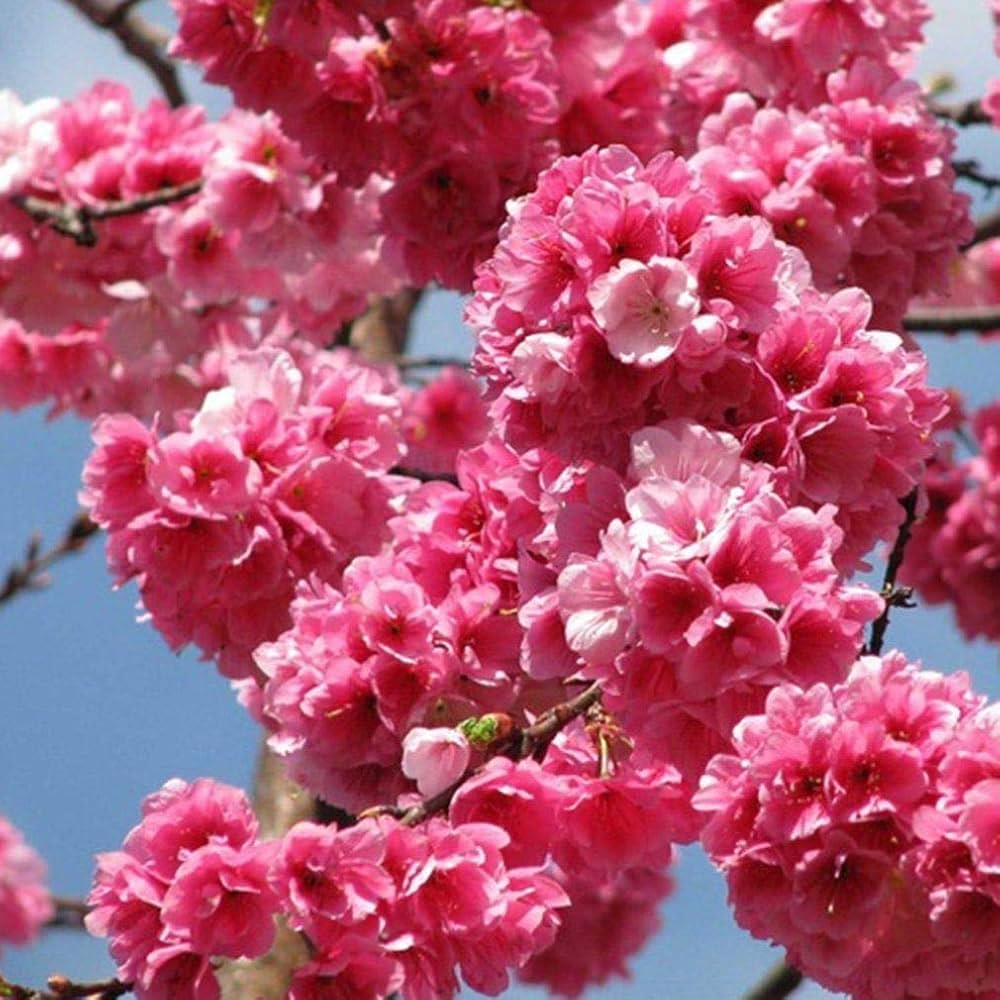 Pink Fraseri Serrulata Flower seeds for Planting - Perfect for Borders, Heirloom & GMO Free Seeds for Home Garden
 
 Sale seeds for home garden