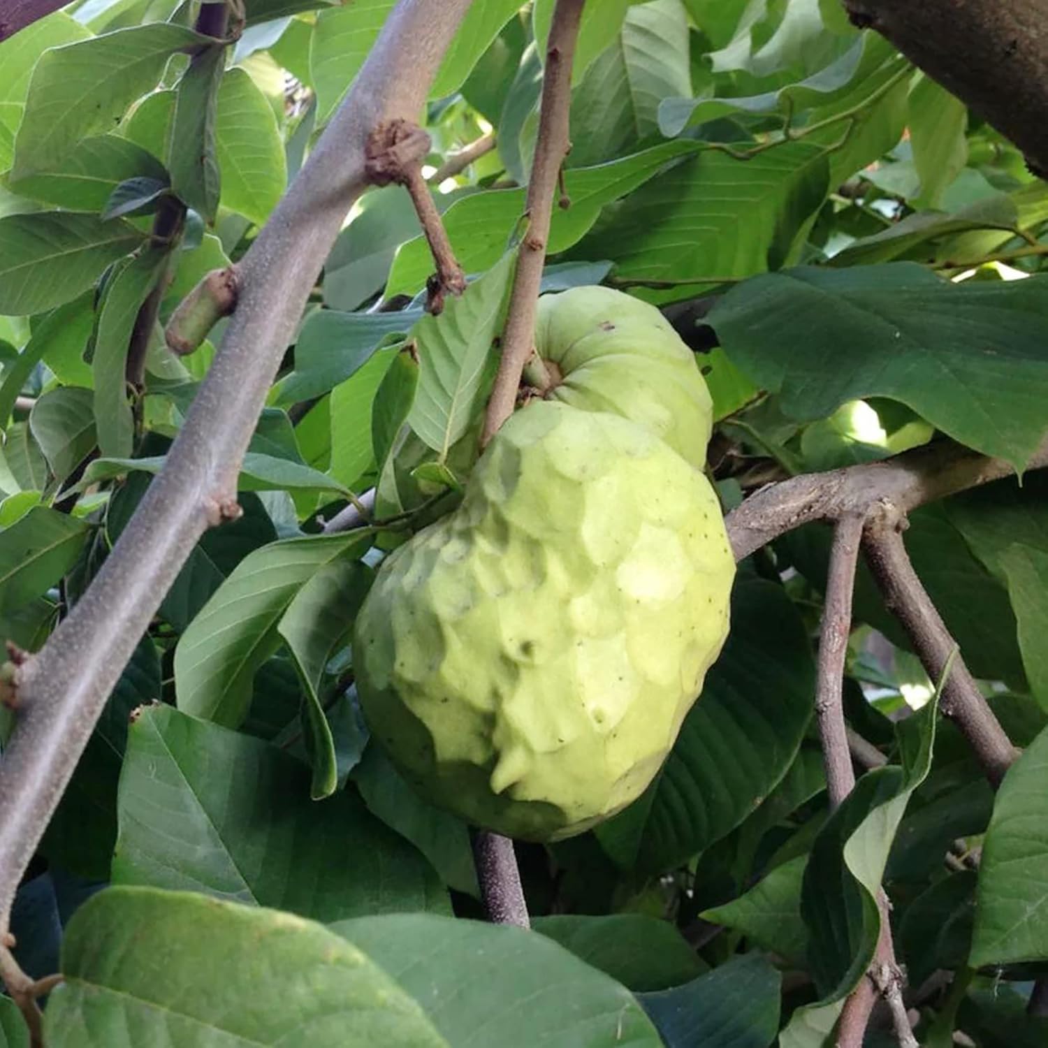 Custard Apple Seeds For Planting Cherimoya Fresh Non-Gmo Tropical Fruit Tree Home Garden Bonsai